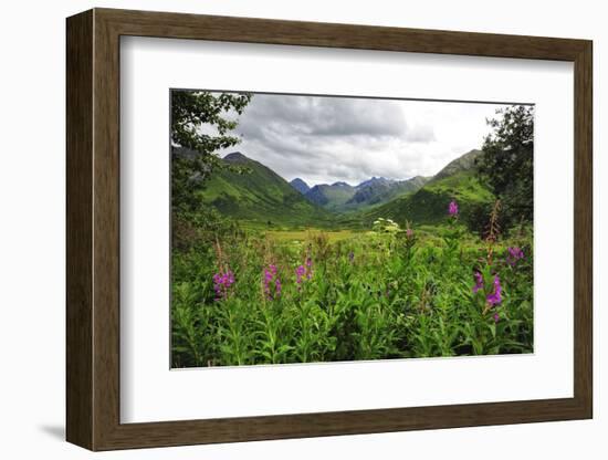 Valley of Wildflowers in Alaskan Mountain Range-Sheila Haddad-Framed Photographic Print
