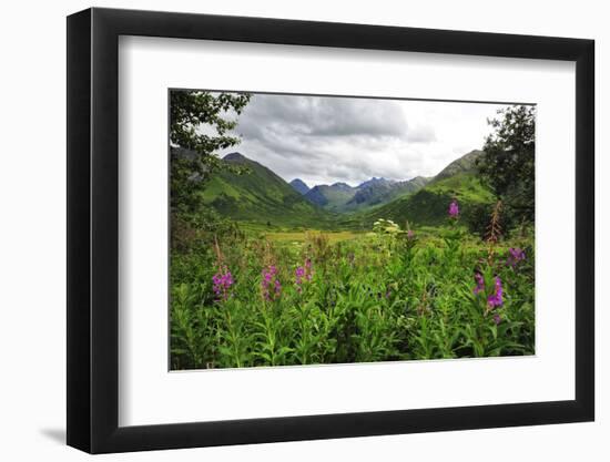 Valley of Wildflowers in Alaskan Mountain Range-Sheila Haddad-Framed Photographic Print