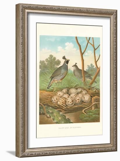 Valley Quail Nest and Eggs-null-Framed Art Print