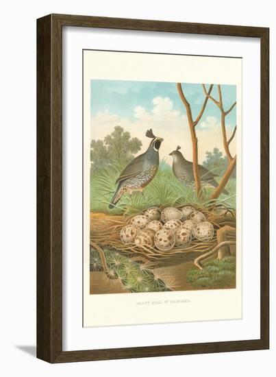 Valley Quail Nest and Eggs-null-Framed Art Print