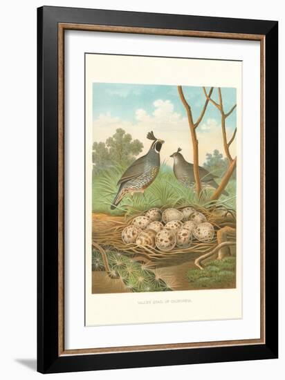 Valley Quail Nest and Eggs-null-Framed Art Print