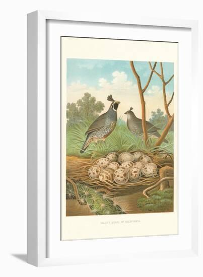 Valley Quail Nest and Eggs-null-Framed Art Print