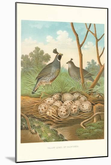 Valley Quail Nest and Eggs-null-Mounted Art Print