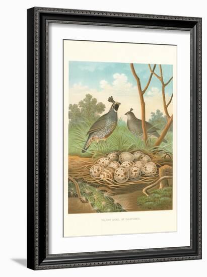 Valley Quail Nest and Eggs-null-Framed Art Print