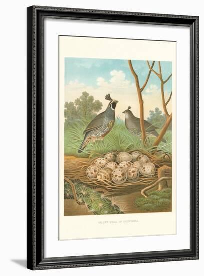Valley Quail Nest and Eggs-null-Framed Art Print