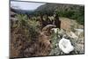 Valley View, Bandelier National Monument, NM-George Oze-Mounted Photographic Print