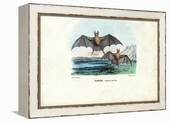 Vampire Bat, 1863-79-Raimundo Petraroja-Framed Premier Image Canvas