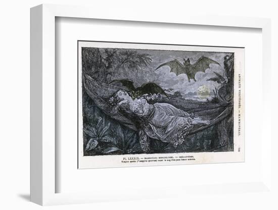 Vampire Bat Bites the Neck of a Sleeping Girl in as Hammock-null-Framed Photographic Print