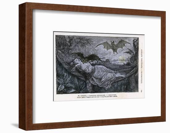 Vampire Bat Bites the Neck of a Sleeping Girl in as Hammock-null-Framed Photographic Print