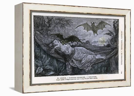 Vampire Bat Bites the Neck of a Sleeping Girl in as Hammock-null-Framed Premier Image Canvas