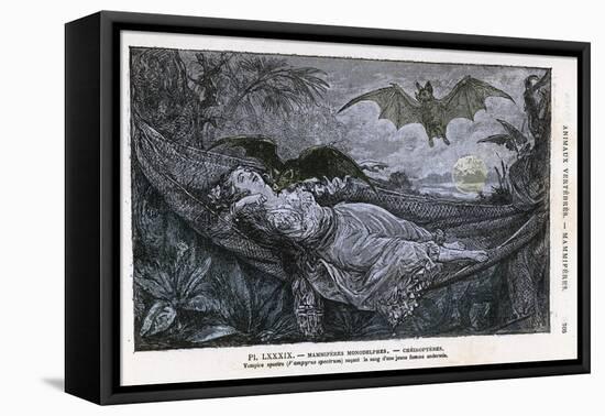 Vampire Bat Bites the Neck of a Sleeping Girl in as Hammock-null-Framed Premier Image Canvas