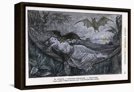 Vampire Bat Bites the Neck of a Sleeping Girl in as Hammock-null-Framed Premier Image Canvas