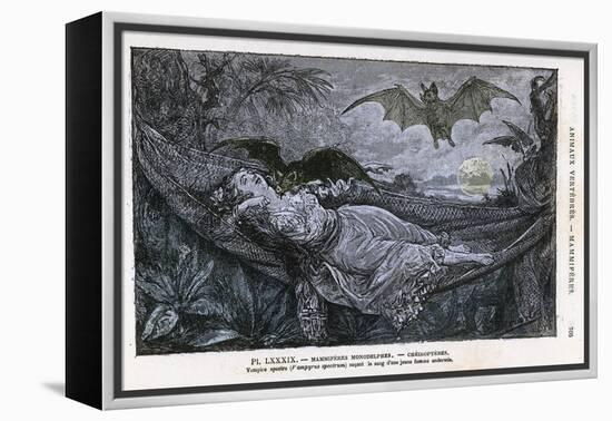 Vampire Bat Bites the Neck of a Sleeping Girl in as Hammock-null-Framed Premier Image Canvas