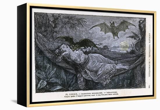 Vampire Bat Bites the Neck of a Sleeping Girl in as Hammock-null-Framed Premier Image Canvas