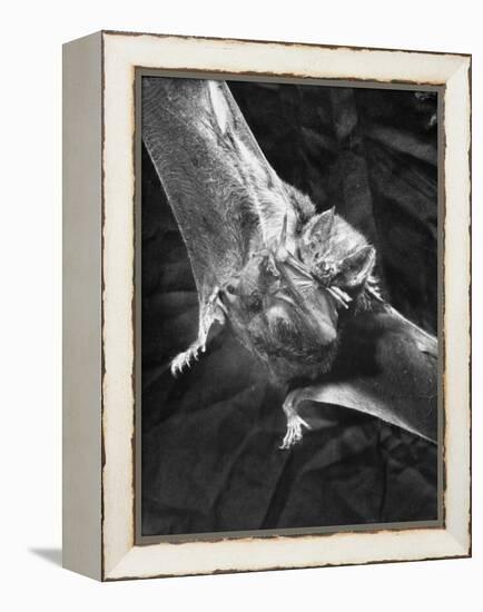 Vampire Bat Cleaning Itself-J^ R^ Eyerman-Framed Premier Image Canvas