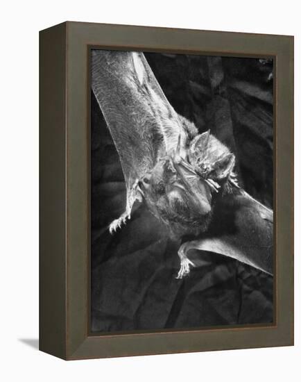 Vampire Bat Cleaning Itself-J^ R^ Eyerman-Framed Premier Image Canvas