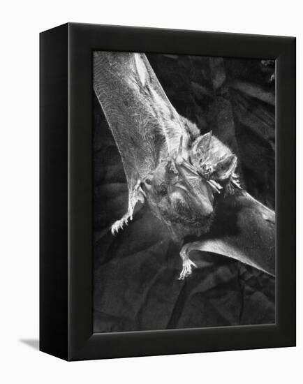 Vampire Bat Cleaning Itself-J^ R^ Eyerman-Framed Premier Image Canvas