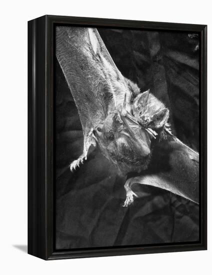 Vampire Bat Cleaning Itself-J^ R^ Eyerman-Framed Premier Image Canvas