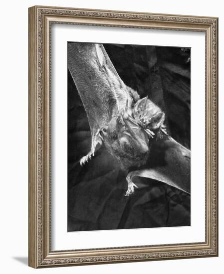 Vampire Bat Cleaning Itself-J^ R^ Eyerman-Framed Photographic Print