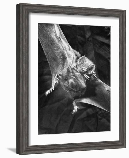 Vampire Bat Cleaning Itself-J^ R^ Eyerman-Framed Photographic Print