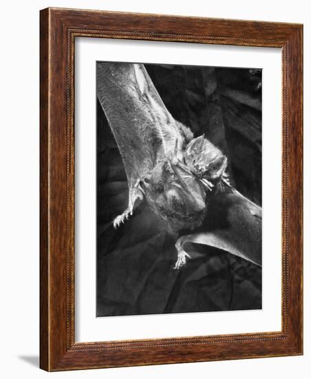 Vampire Bat Cleaning Itself-J^ R^ Eyerman-Framed Photographic Print