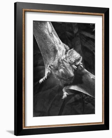 Vampire Bat Cleaning Itself-J^ R^ Eyerman-Framed Photographic Print