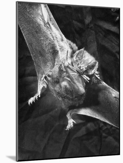 Vampire Bat Cleaning Itself-J^ R^ Eyerman-Mounted Photographic Print