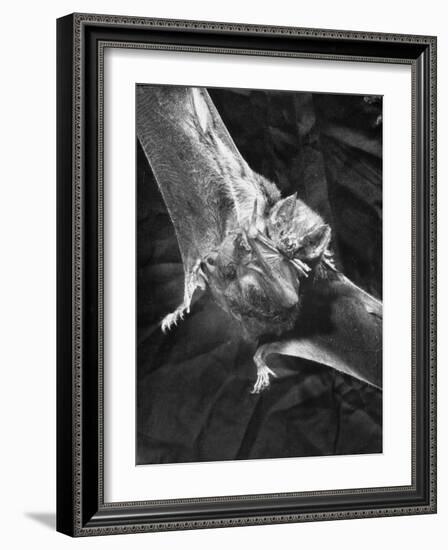 Vampire Bat Cleaning Itself-J^ R^ Eyerman-Framed Photographic Print