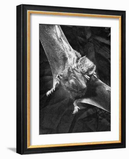 Vampire Bat Cleaning Itself-J^ R^ Eyerman-Framed Photographic Print