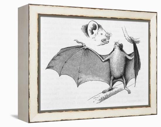 Vampire Bat (Desmodus d'Orbignyi) Caught at the Back of Darwin's House in Chile South America-R.t. Pritchett-Framed Stretched Canvas