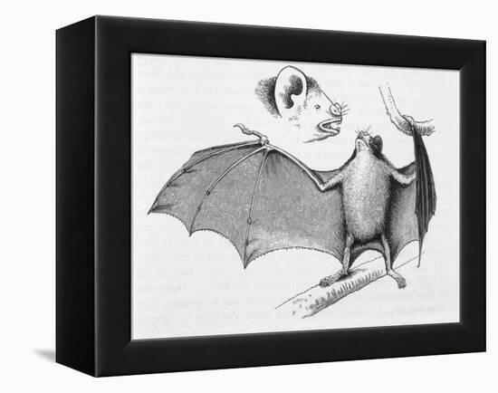 Vampire Bat (Desmodus d'Orbignyi) Caught at the Back of Darwin's House in Chile South America-R.t. Pritchett-Framed Stretched Canvas