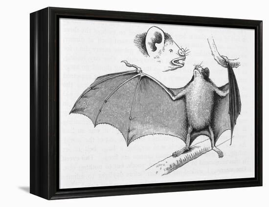 Vampire Bat (Desmodus d'Orbignyi) Caught at the Back of Darwin's House in Chile South America-R.t. Pritchett-Framed Stretched Canvas