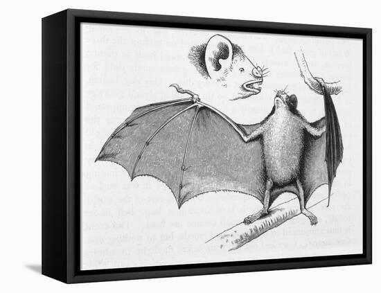 Vampire Bat (Desmodus d'Orbignyi) Caught at the Back of Darwin's House in Chile South America-R.t. Pritchett-Framed Stretched Canvas