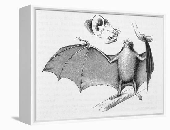 Vampire Bat (Desmodus d'Orbignyi) Caught at the Back of Darwin's House in Chile South America-R.t. Pritchett-Framed Stretched Canvas