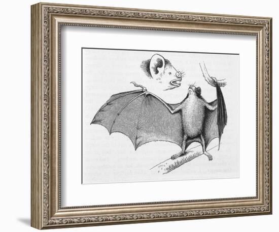 Vampire Bat (Desmodus d'Orbignyi) Caught at the Back of Darwin's House in Chile South America-R.t. Pritchett-Framed Art Print