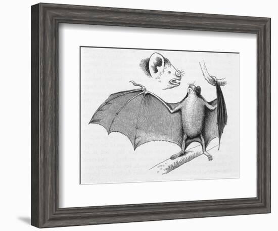 Vampire Bat (Desmodus d'Orbignyi) Caught at the Back of Darwin's House in Chile South America-R.t. Pritchett-Framed Art Print