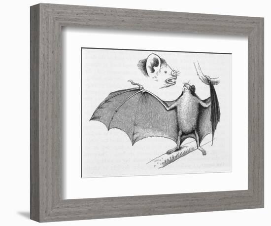 Vampire Bat (Desmodus d'Orbignyi) Caught at the Back of Darwin's House in Chile South America-R.t. Pritchett-Framed Art Print