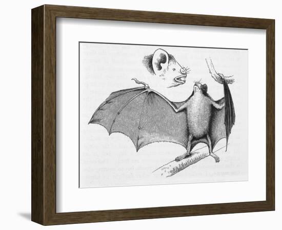 Vampire Bat (Desmodus d'Orbignyi) Caught at the Back of Darwin's House in Chile South America-R.t. Pritchett-Framed Art Print