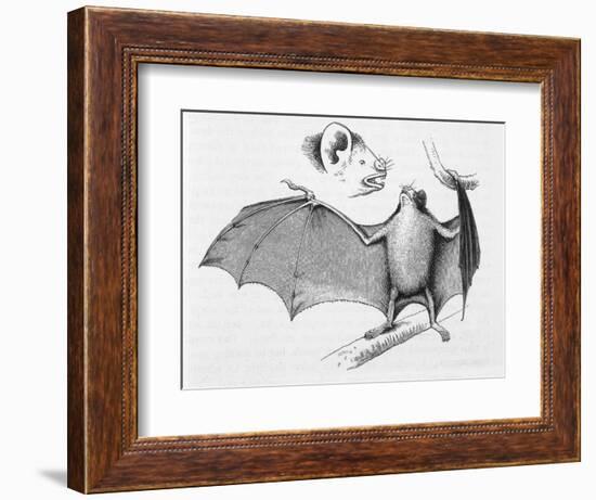 Vampire Bat (Desmodus d'Orbignyi) Caught at the Back of Darwin's House in Chile South America-R.t. Pritchett-Framed Art Print