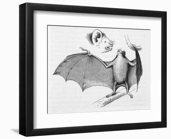 Vampire Bat (Desmodus d'Orbignyi) Caught at the Back of Darwin's House in Chile South America-R.t. Pritchett-Framed Art Print