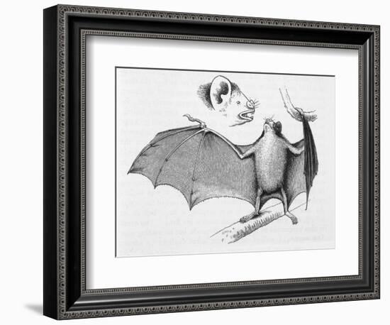 Vampire Bat (Desmodus d'Orbignyi) Caught at the Back of Darwin's House in Chile South America-R.t. Pritchett-Framed Art Print