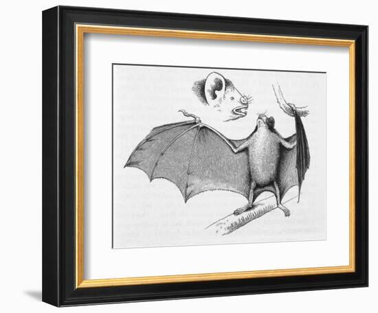 Vampire Bat (Desmodus d'Orbignyi) Caught at the Back of Darwin's House in Chile South America-R.t. Pritchett-Framed Art Print