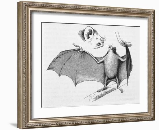 Vampire Bat (Desmodus d'Orbignyi) Caught at the Back of Darwin's House in Chile South America-R.t. Pritchett-Framed Art Print