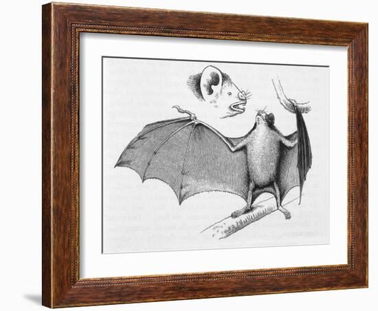 Vampire Bat (Desmodus d'Orbignyi) Caught at the Back of Darwin's House in Chile South America-R.t. Pritchett-Framed Art Print