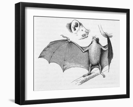 Vampire Bat (Desmodus d'Orbignyi) Caught at the Back of Darwin's House in Chile South America-R.t. Pritchett-Framed Art Print