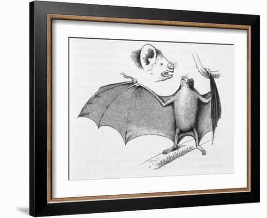 Vampire Bat (Desmodus d'Orbignyi) Caught at the Back of Darwin's House in Chile South America-R.t. Pritchett-Framed Art Print