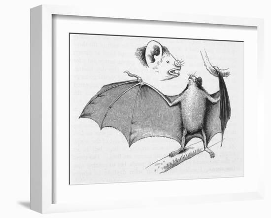 Vampire Bat (Desmodus d'Orbignyi) Caught at the Back of Darwin's House in Chile South America-R.t. Pritchett-Framed Art Print