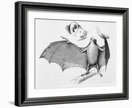 Vampire Bat (Desmodus d'Orbignyi) Caught at the Back of Darwin's House in Chile South America-R.t. Pritchett-Framed Art Print