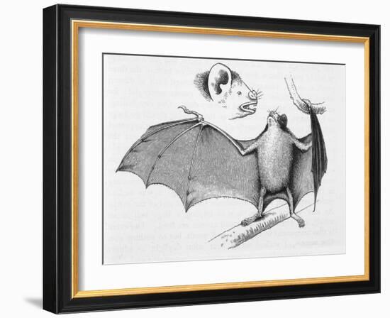 Vampire Bat (Desmodus d'Orbignyi) Caught at the Back of Darwin's House in Chile South America-R.t. Pritchett-Framed Art Print