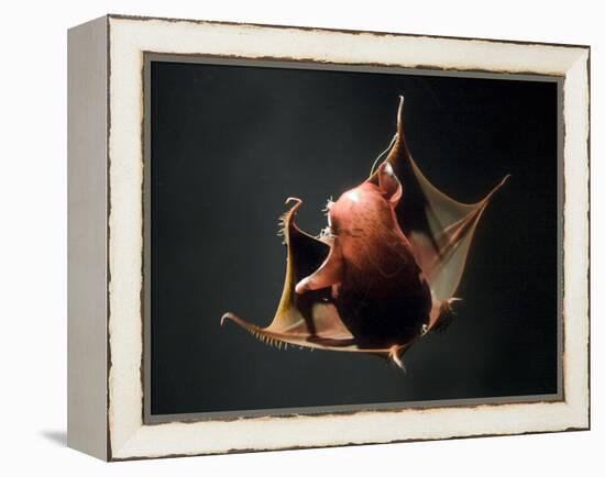 Vampire Squid Going into Opineappleo Defense Posture-null-Framed Premier Image Canvas